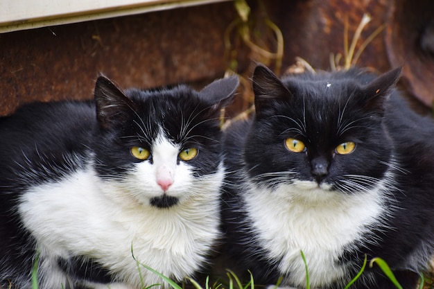 2匹の野良猫 黒い惨めな猫 プレミアム写真