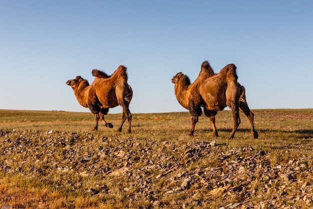 Premium Photo | Two two-humped camels