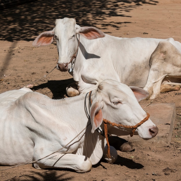 Premium Photo | Two white cow lying on dirt, siem reap, cambodia