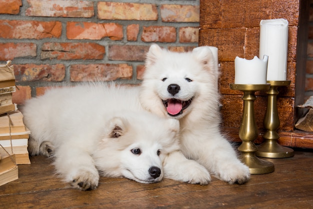 本と2つの白いふわふわサモエド子犬犬 プレミアム写真