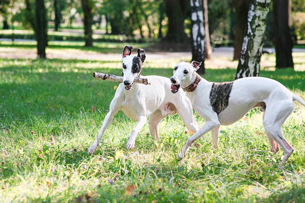 Premium Photo Two White Whippets Running And Playing Outdoor In The Park