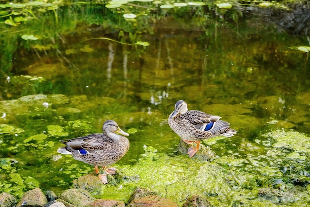 Premium Photo | Two Wild Ducks On The Coastal Stones Of A Shallow 