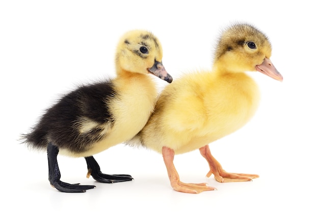 Premium Photo | Two yellow ducklings isolated on white background.