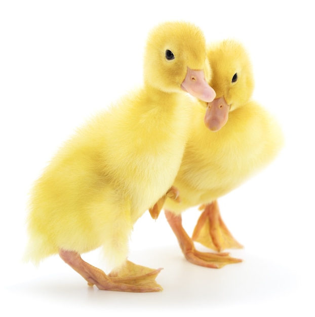 Premium Photo | Two yellow ducklings isolated on white.