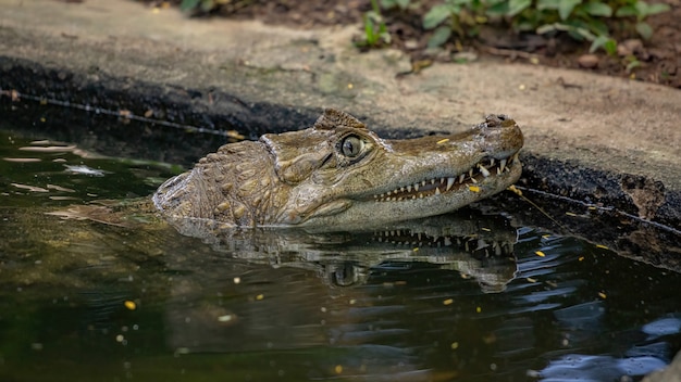 Typical caiman the genus caiman in the water Premium Photo