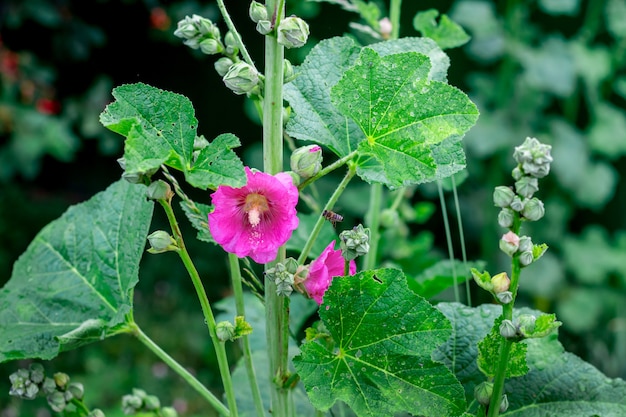 典型的なウクライナアオイ科の植物の花 アオイ科の花から蜂蜜を収集するために蜂が飛んでいます プレミアム写真