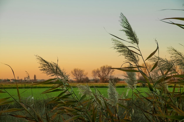 Premium Photo | Typical vegetation of the rural areas of northern italy ...