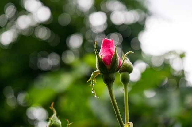 Free Photo | Unbloomed pink rose on blurred background with bokeh lights