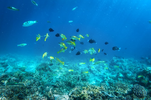 Premium Photo | Underwater coral reef and fish in indian ocean, maldives.