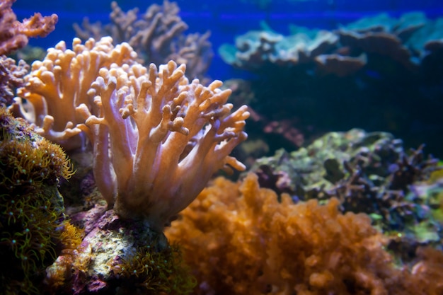 free-photo-underwater-plant