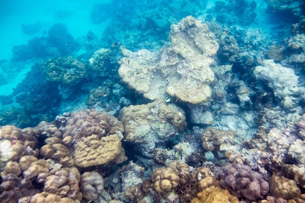 Premium Photo | Underwater reef stone and sea life in blue ocean