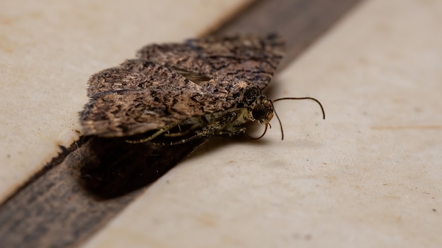 Premium Photo | Underwing moth of the family erebidae in the ground