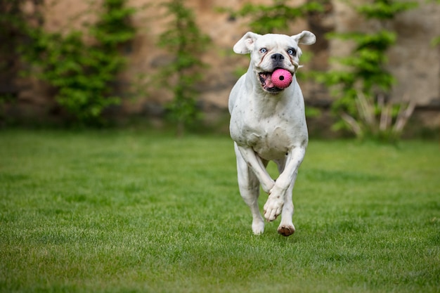 Unique white german boxer Free Photo