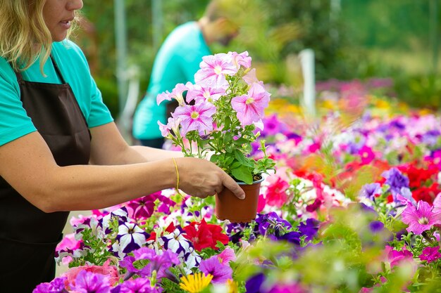 庭や温室で植木鉢を保持している認識できない女性 鉢植えの花を扱うエプロンの2人のプロの庭師 セレクティブフォーカス ガーデニング活動と夏のコンセプト 無料の写真