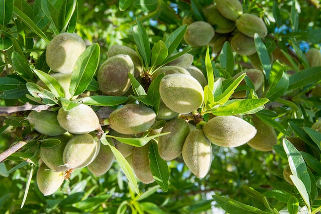 Premium Photo | Unripe almond on the branch of the tree in sicily, italy