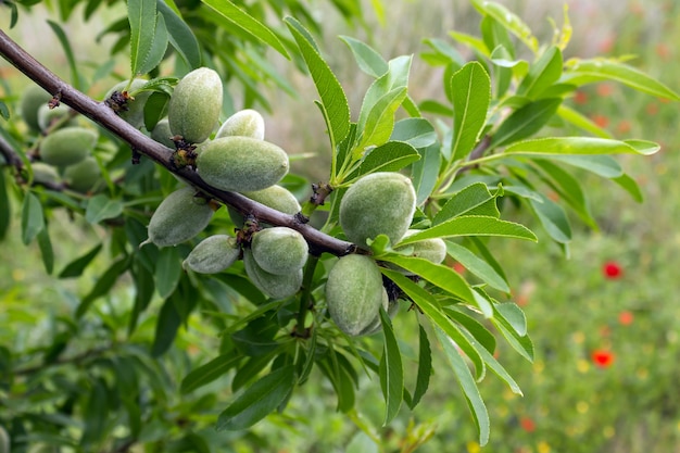 Premium Photo | Unripe almonds on almond tree