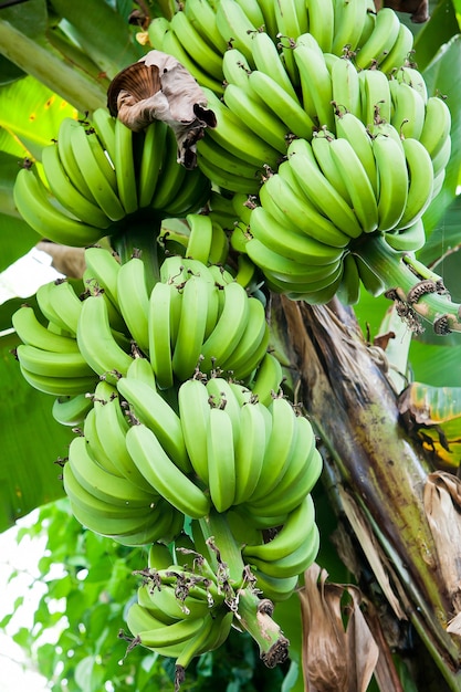 Premium Photo | Unripe bananas in the jungle on banana tree