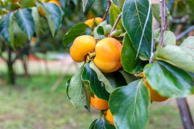 Premium Photo | Unripe persimmon & fresh green leaves at chiang mai ...