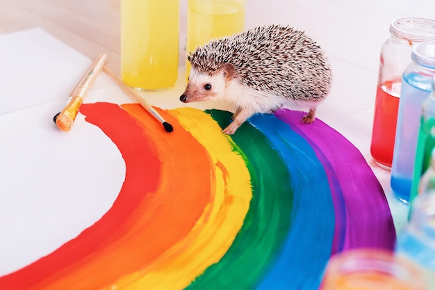 かわいいハリネズミが虹の周りを走ります リトルペット明るい色 プライドデー ゲイプライドlgbtqフラグ プレミアム写真