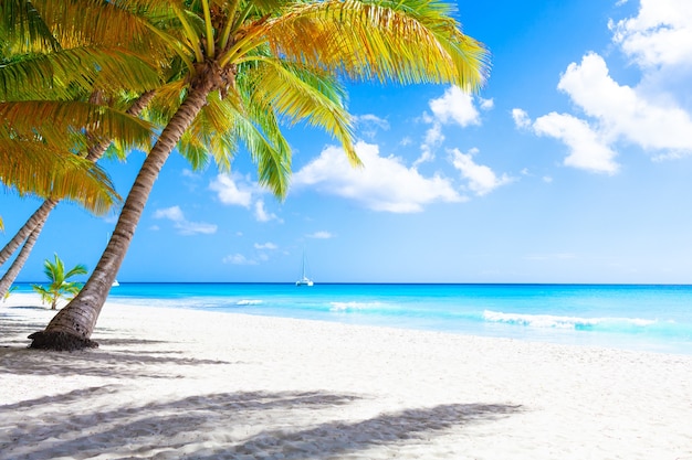 休暇夏休み背景壁紙 白い砂浜と日当たりの良い熱帯エキゾチックなカリブ海の楽園のビーチ プレミアム写真
