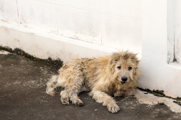 放浪犬はカメラを見つめて外をしゃがみます 写真家 野良犬 ホームレス犬を見て犬 プレミアム写真