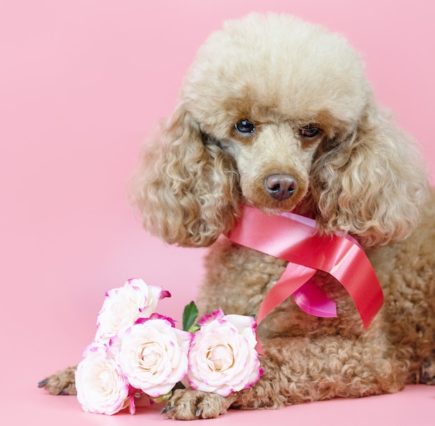 バレンタインデーの犬 首にリボンとピンクの背景にピンクのバラの花束とアプリコットプードル プレミアム写真