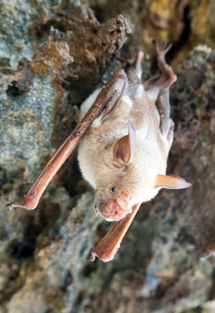 Vampire Bat Are Sleeping In The Cave Hanging On The Ceiling