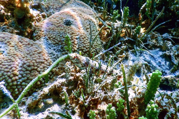 Premium Photo Variegated Lizardfish Synodus Variegatus Underwater