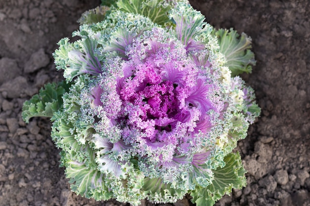 地面に生えているピンクと緑の花の多彩な観賞用キャベツ 上面図 クローズアップ 装飾キャベツ プレミアム写真