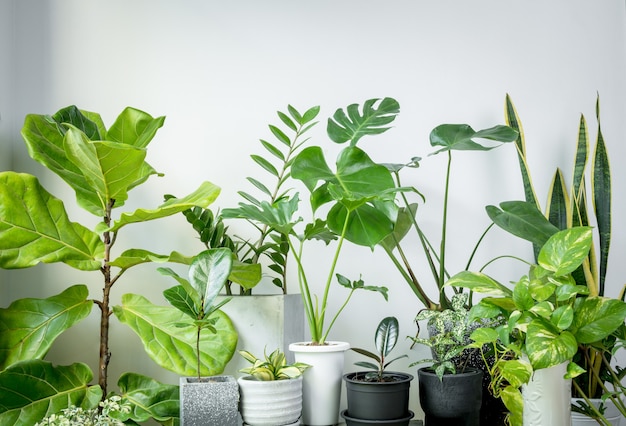 Premium Photo | Various house plants in modern stylish containeron in ...