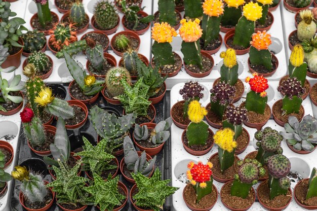 温室の庭でさまざまな鉢植えの多肉植物とサボテンの植物 店の棚にある様々なサボテン 上からの眺め さまざまな種類の小さなポットの装飾的な小さなサボテン プレミアム写真