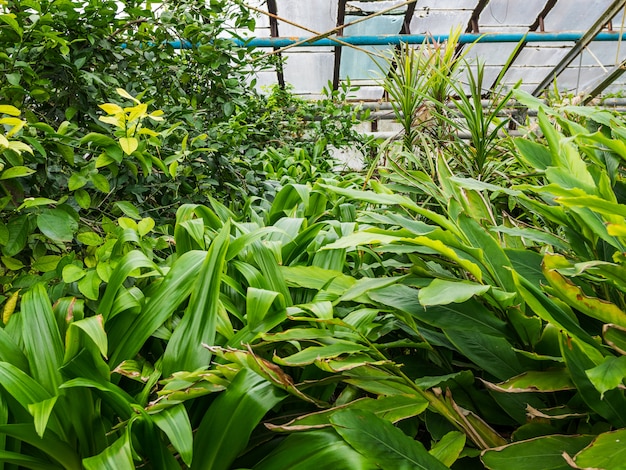 様々な熱帯植物 木とヤシの木は温室の条件で成長します プレミアム写真