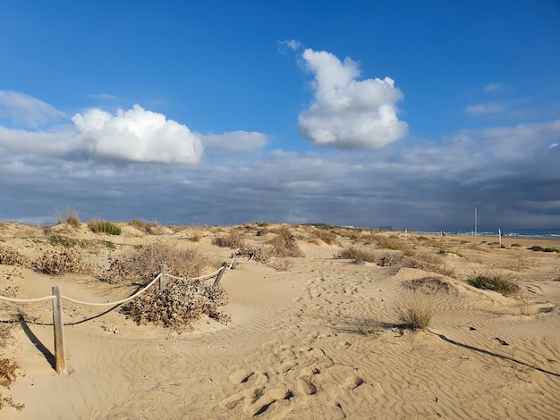 Premium Photo | Vega baja del segura guardamar del segura dunas y pinada