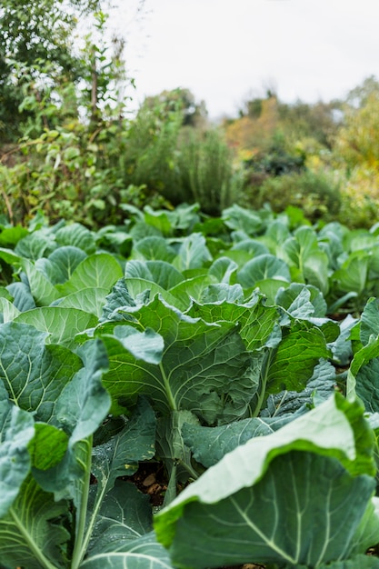 Vegetable garden Photo | Free Download