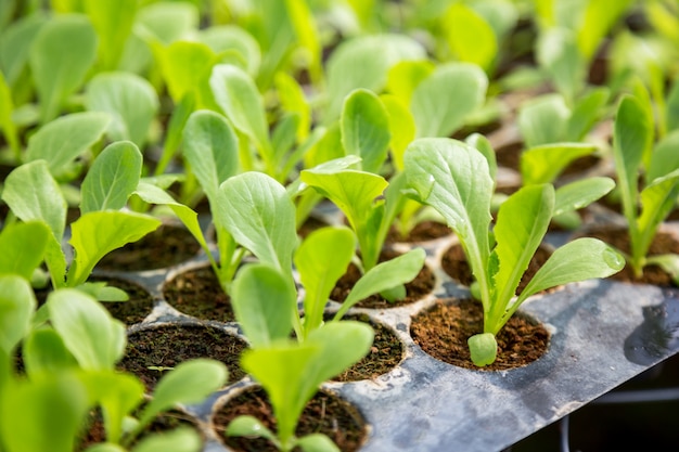 vegetable seedlings organic