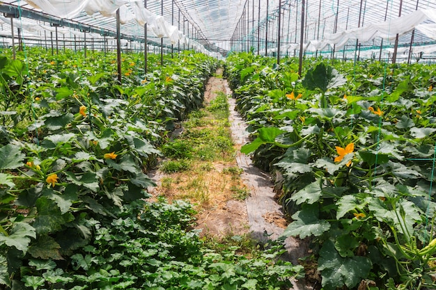 Premium Photo | Vegetables plantations in a green house.