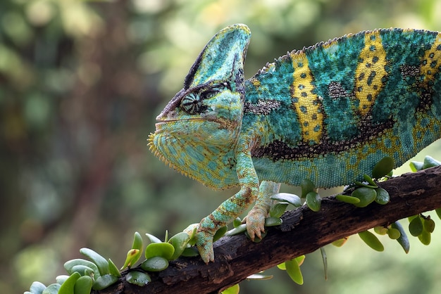 Premium Photo | A veiled chameleon hanging on a tree trunk