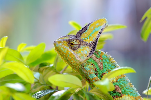 Premium Photo | Veiled chameleon between the leaves in camouflage