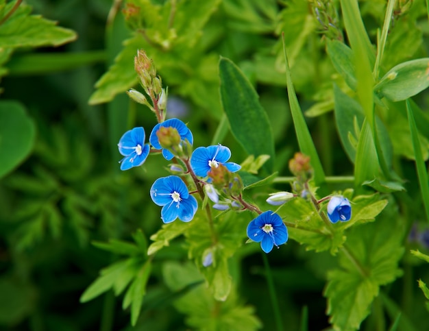 ベロニカchamaedrys オオバコ科オオバコ科の顕花植物の草本多年生種 プレミアム写真