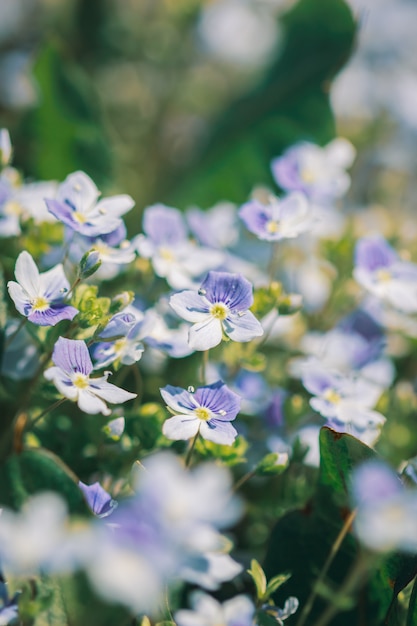 草原のベロニカ フィリフォルミスの花 プレミアム写真