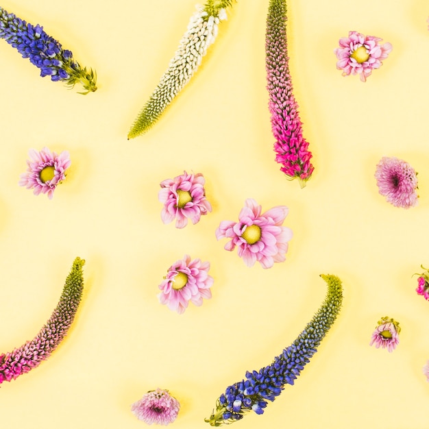 黄色の背景にベロニカの花 無料の写真