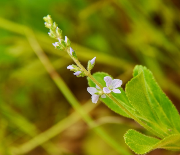 オオバコ科オオバコ科の顕花植物のヒーススピードウェル種であるベロニカオフィシナリス ヨーロッパと西アジア原産です プレミアム写真