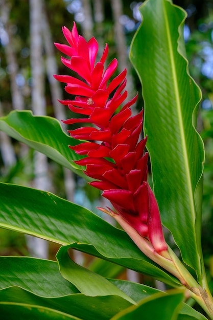 日光の下でフィールドに赤い生姜の花の垂直クローズアップ 無料の写真