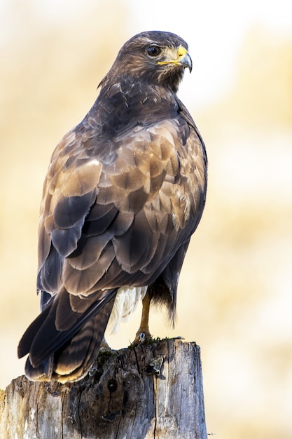 Premium Photo | Vertical closeup of a red-tailed hawk standing on wood ...