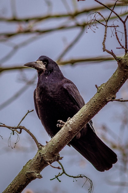 Free Photo | Vertical closeup of a rook standing on a tree branch