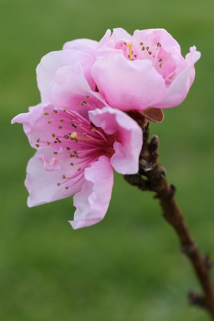 美しいピンクの花びらの桜の花の垂直のクローズアップショット 無料の写真