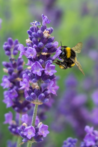 背景に緑とラベンダーの花の蜂の垂直クローズアップショット 無料の写真