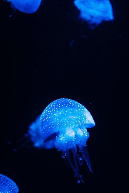 青いクラゲの垂直のクローズアップショット 無料の写真