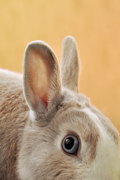 背景がぼやけているオレンジ色のウサギの目の垂直のクローズアップショット 無料の写真
