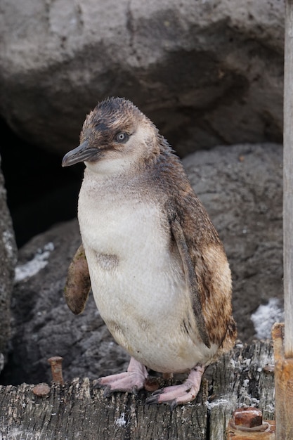 ペンギン 写真 1 000 高画質の無料ストックフォト